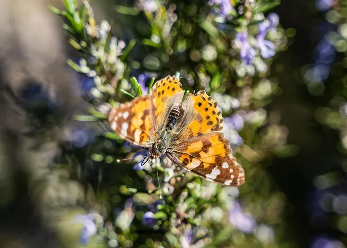 Ξενοδοχείο με διαμερίσματα Onyro 4*